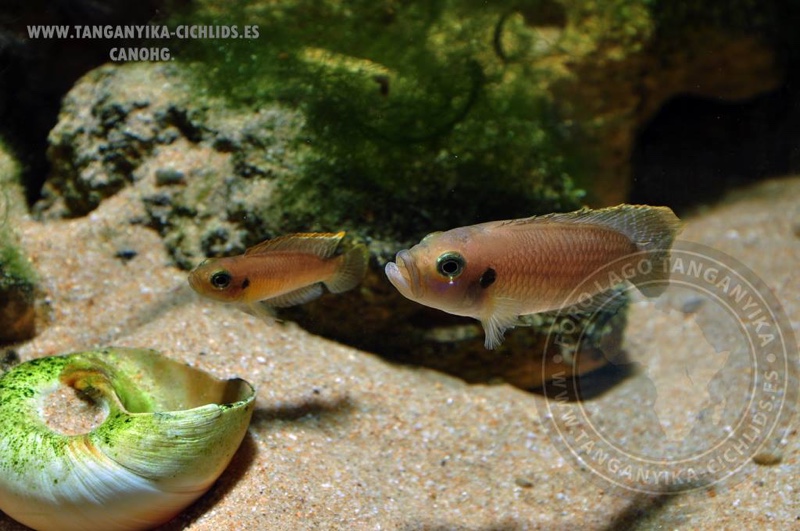 Neolamprologus brevis 'Ikola'